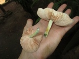 Pluteus cyanopus image