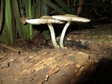 Pluteus cyanopus image