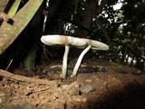 Pluteus cyanopus image