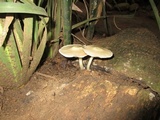 Pluteus cyanopus image