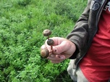 Panaeolus cinctulus image