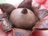 Geastrum morganii image