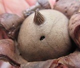 Geastrum morganii image