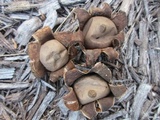 Geastrum morganii image