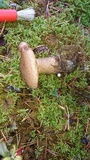 Clitopaxillus alexandri image