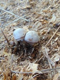 Panaeolus cinctulus image
