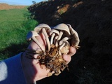 Panaeolus cinctulus image