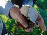 Panaeolus cinctulus image