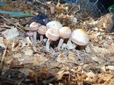 Panaeolus cinctulus image