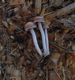 Panaeolus cinctulus image