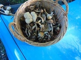 Panaeolus cinctulus image