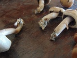 Panaeolus cinctulus image