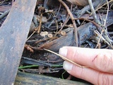 Crinipellis procera image