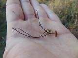 Crinipellis procera image