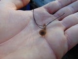 Crinipellis procera image
