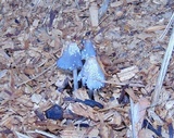 Coprinopsis nivea image