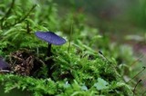 Entoloma chytrophilum image