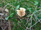 Russula sororia image