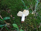 Russula sororia image