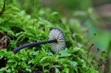 Entoloma chytrophilum image