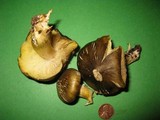 Tricholoma subsejunctum image