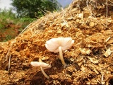 Pluteus salicinus image