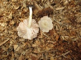 Pluteus salicinus image