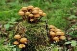 Kuehneromyces mutabilis image