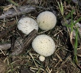 Lycoperdon pulcherrimum image