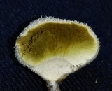 Lycoperdon pulcherrimum image