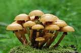 Kuehneromyces mutabilis image
