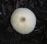 Leucocoprinus cepistipes image