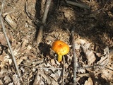 Boletus aurantiosplendens image