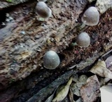 Pluteus cyanopus image