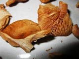 Lactarius subviscidus image