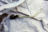 Pluteus cyanopus image