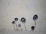 Coprinopsis picacea image