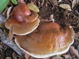 Ganoderma polychromum image