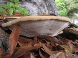 Ganoderma polychromum image