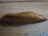 Ganoderma polychromum image