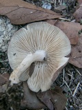 Gymnopus luxurians image