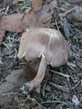 Gymnopus luxurians image