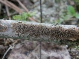 Hydnoporia olivacea image