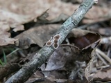 Peniophora albobadia image
