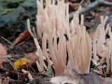 Clavaria rubicundula image