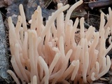 Clavaria rubicundula image