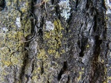 Candelaria concolor image