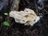 Ramaria velocimutans image