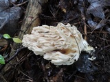 Ramaria velocimutans image