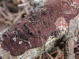 Fuscoporia ferruginosa image